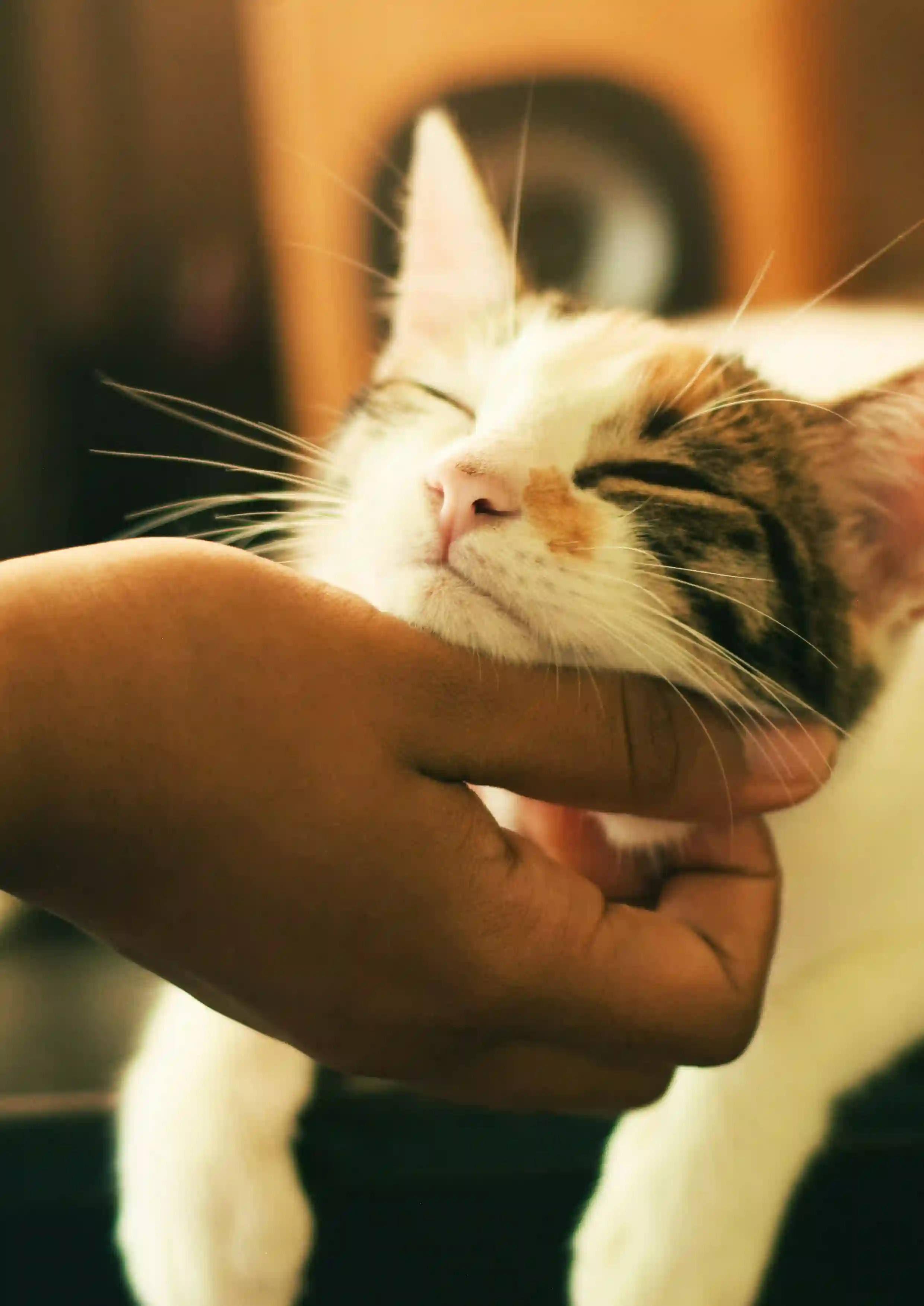 Behavioral consultation with pet owner