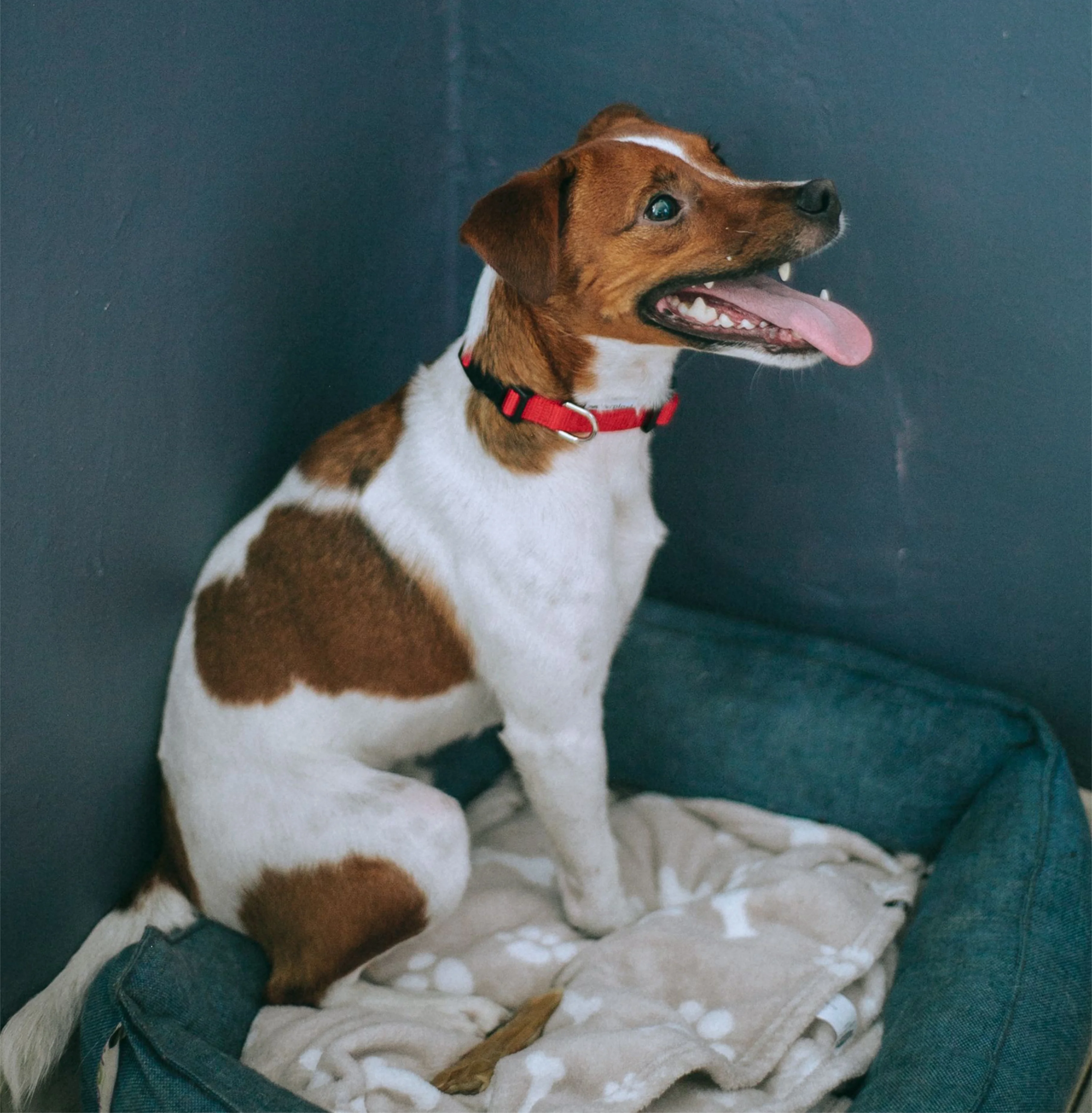 Comfortable pet boarding facility with dogs and cats