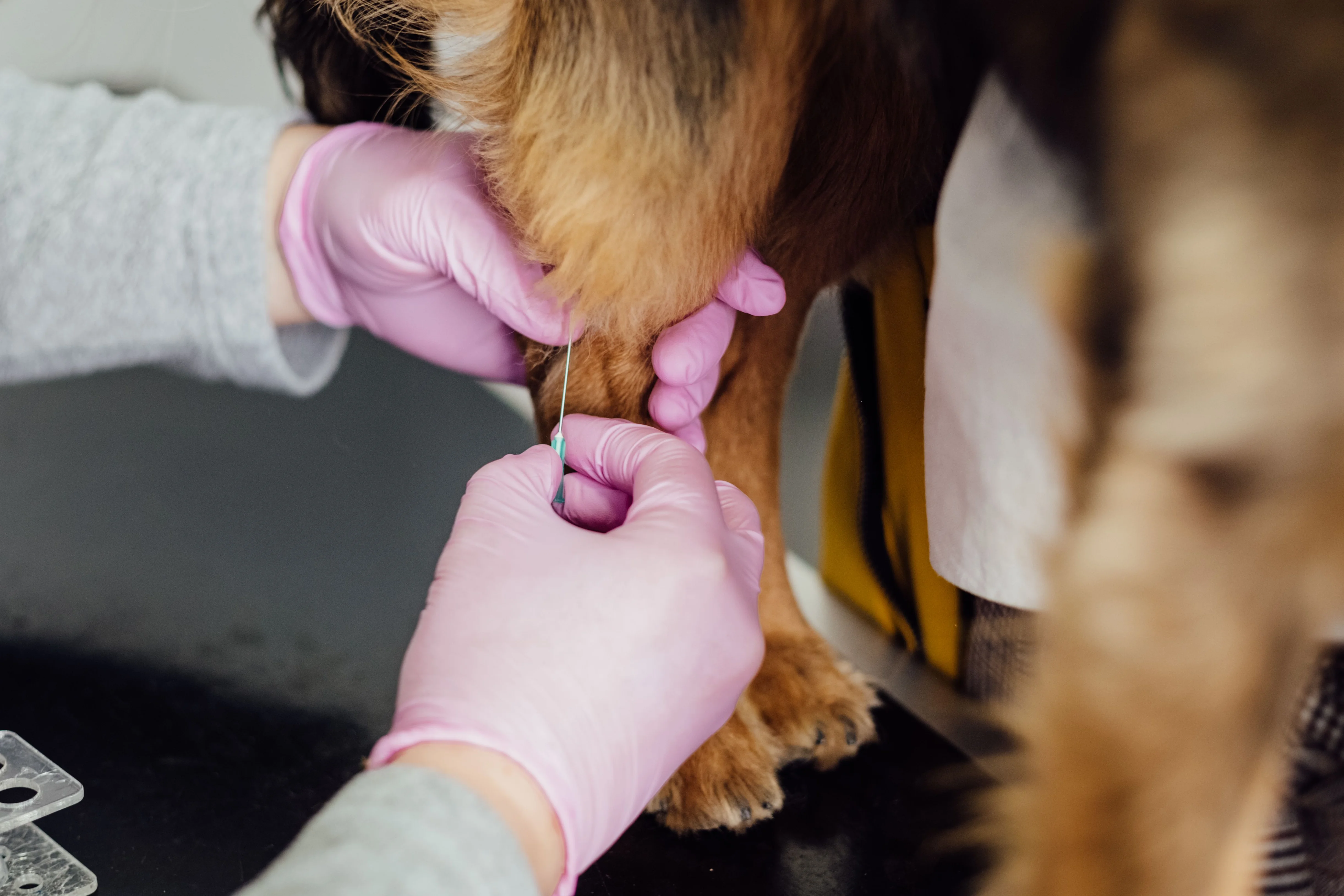 Veterinarian implanting a microchip into a pet